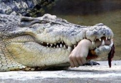 网红吃瓜鳄鱼视频,惊险瞬间引网友热议