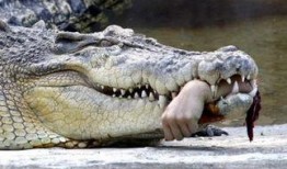 网红吃瓜鳄鱼视频,惊险瞬间引网友热议