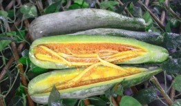 去哪里吃网红瓜好吃呢,解锁各地特色瓜果美味之旅