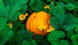 威海吃瓜网红有哪些人啊,威海网红吃瓜达人盘点