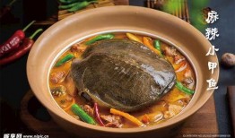 麻辣甲鱼爆料视频教程大全,一网打尽美味烹饪秘诀