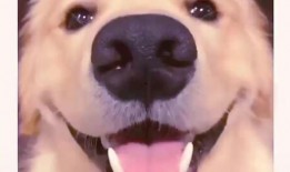 抖音网红狗子和我吃瓜,趣味互动引网友热议