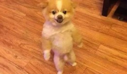 抖音网红狗子和我吃瓜,趣味互动引网友热议