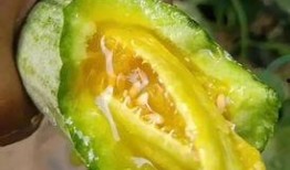 去哪里吃网红瓜好吃呢,解锁各地特色瓜果美味之旅