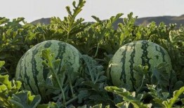 山东青岛网红吃瓜,揭秘幕后真相与网络热议